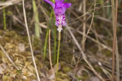 Dragon's Mouth Orchid, Arethusa bulbosa