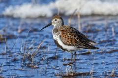 Dunlin, Calidris alpina