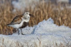 Dunlin, Calidris alpina