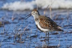 Dunlin, Calidris alpina