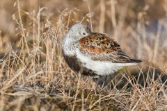 Dunlin, Calidris alpina