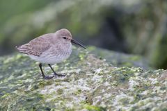 Dunlin, Calidris alpina