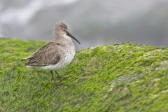 Dunlin, Calidris alpina