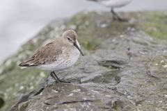 Dunlin, Calidris alpina