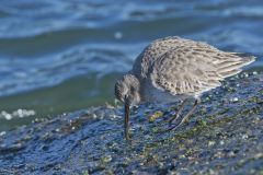 Dunlin, Calidris alpina