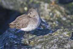 Dunlin, Calidris alpina