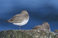 Dunlin, Calidris alpina