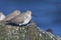 Dunlin, Calidris alpina