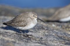 Dunlin, Calidris alpina