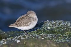 Dunlin, Calidris alpina