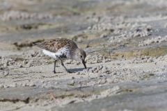 Dunlin, Calidris alpina