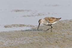 Dunlin, Calidris alpina