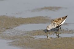 Dunlin, Calidris alpina