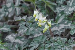 Dutchman's Breeches, Dicentra cucullaria