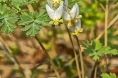 Dutchman's Breeches, Dicentra cucullaria