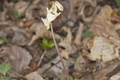 Dutchman's Breeches, Dicentra cucullaria