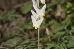 Dutchman's Breeches, Dicentra cucullaria