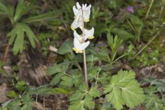 Dutchman's Breeches, Dicentra cucullaria