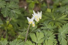 Dutchman's Breeches, Dicentra cucullaria