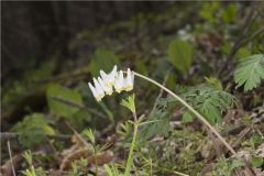 Dutchman's Breeches, Dicentra cucullaria