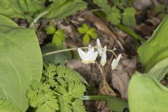 Dutchman's Breeches, Dicentra cucullaria