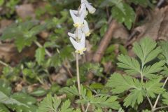 Dutchman's Breeches, Dicentra cucullaria