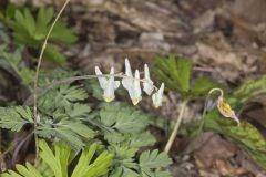 Dutchman's Breeches, Dicentra cucullaria