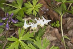 Dutchman's Breeches, Dicentra cucullaria