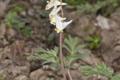 Dutchman's Breeches, Dicentra cucullaria