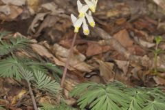 Dutchman's Breeches, Dicentra cucullaria