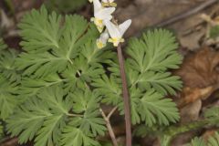 Dutchman's Breeches, Dicentra cucullaria