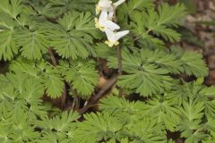 Dutchman's Breeches, Dicentra cucullaria