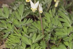 Dutchman's Breeches, Dicentra cucullaria