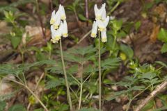 Dutchman's Breeches, Dicentra cucullaria