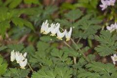 Dutchman's Breeches, Dicentra cucullaria