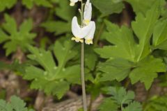 Dutchman's Breeches, Dicentra cucullaria