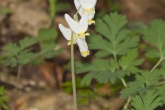 Dutchman's Breeches, Dicentra cucullaria