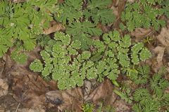 Dutchman's Breeches, Dicentra cucullaria