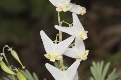 Dutchman's Breeches, Dicentra cucullaria