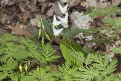 Dutchman's Breeches, Dicentra cucullaria