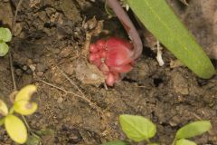 Dutchman's Breeches, Dicentra cucullaria