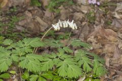 Dutchman's Breeches, Dicentra cucullaria