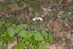 Dutchman's Breeches, Dicentra cucullaria