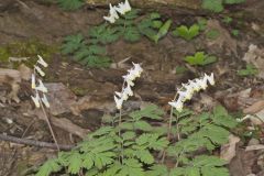 Dutchman's Breeches, Dicentra cucullaria