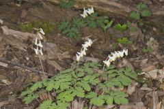 Dutchman's Breeches, Dicentra cucullaria