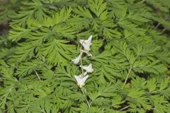 Dutchman's Breeches, Dicentra cucullaria