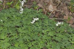 Dutchman's Breeches, Dicentra cucullaria