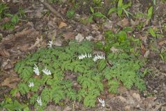 Dutchman's Breeches, Dicentra cucullaria