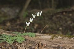 Dutchman's Breeches, Dicentra cucullaria