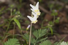 Dutchman's Breeches, Dicentra cucullaria